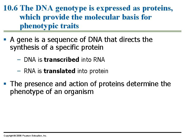 10. 6 The DNA genotype is expressed as proteins, which provide the molecular basis