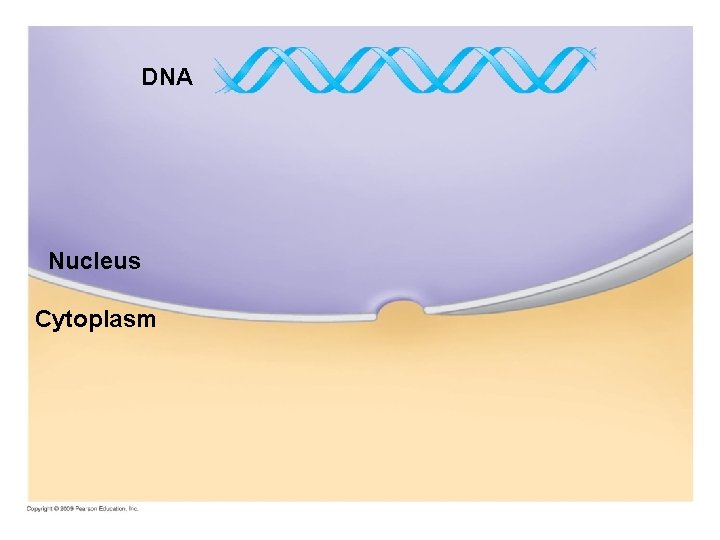 DNA Nucleus Cytoplasm 