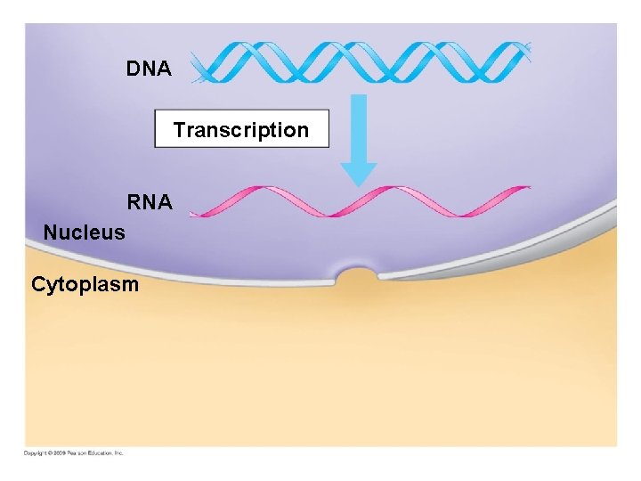 DNA Transcription RNA Nucleus Cytoplasm 