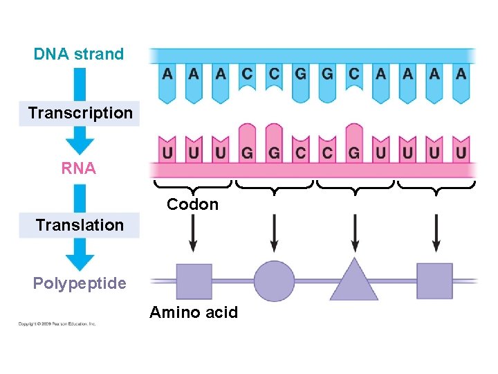 DNA strand Transcription RNA Codon Translation Polypeptide Amino acid 