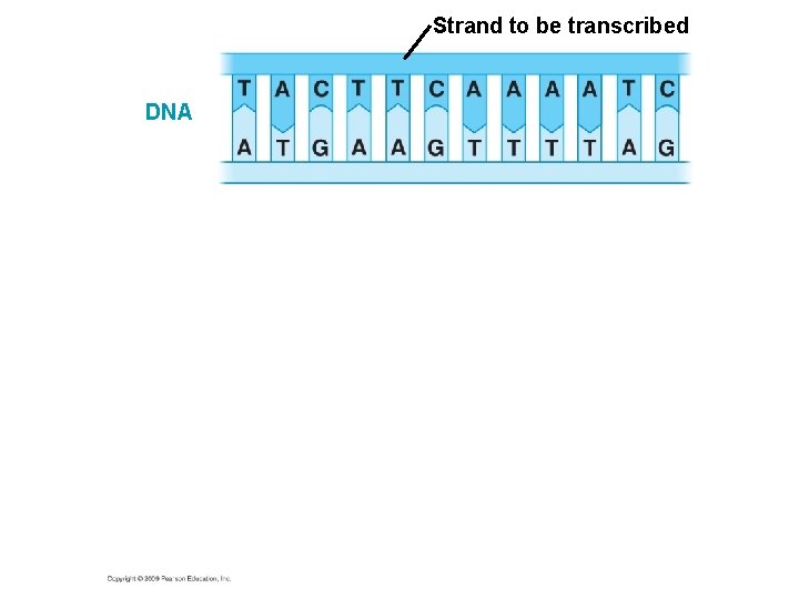 Strand to be transcribed DNA 