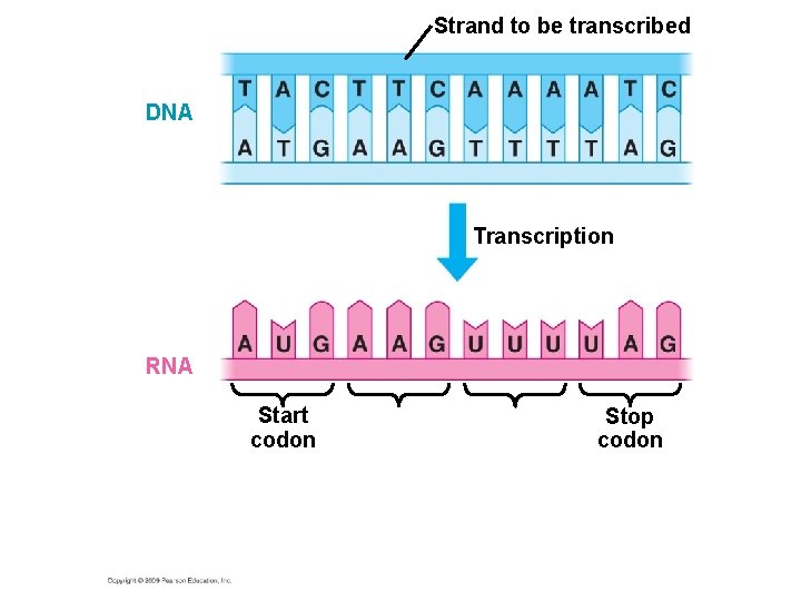 Strand to be transcribed DNA Transcription RNA Start codon Stop codon 