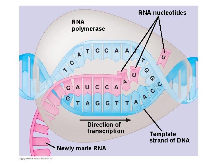 RNA nucleotides RNA polymerase Direction of transcription Newly made RNA Template strand of DNA