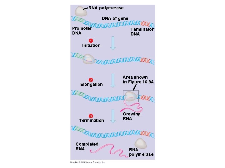 RNA polymerase DNA of gene Promoter DNA Terminator DNA 1 Initiation 2 Elongation 3