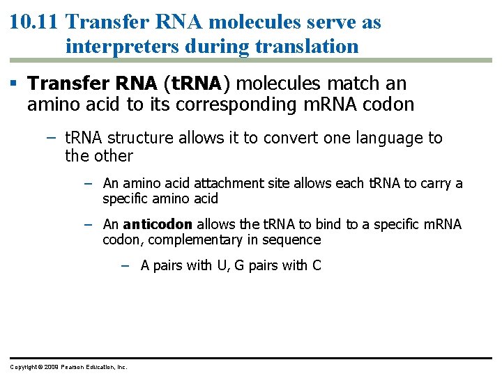 10. 11 Transfer RNA molecules serve as interpreters during translation § Transfer RNA (t.