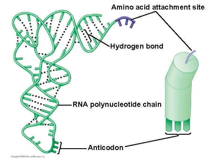 Amino acid attachment site Hydrogen bond RNA polynucleotide chain Anticodon 