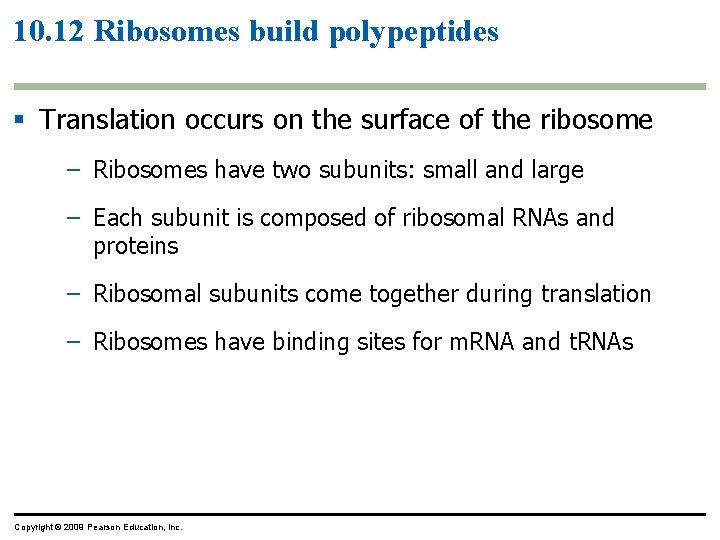 10. 12 Ribosomes build polypeptides § Translation occurs on the surface of the ribosome