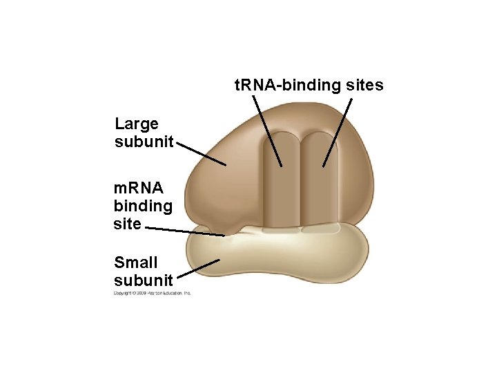 t. RNA-binding sites Large subunit m. RNA binding site Small subunit 