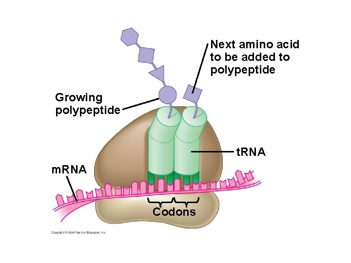 Next amino acid to be added to polypeptide Growing polypeptide t. RNA m. RNA