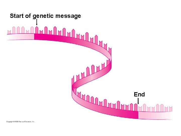 Start of genetic message End 