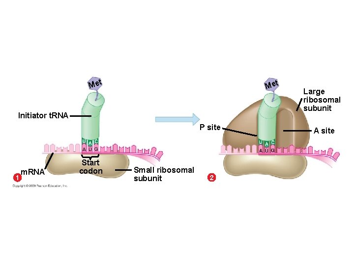 Met Initiator t. RNA P site 1 m. RNA Start codon Small ribosomal subunit