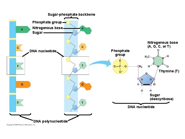 Sugar-phosphate backbone Phosphate group Nitrogenous base Sugar Nitrogenous base (A, G, C, or T)