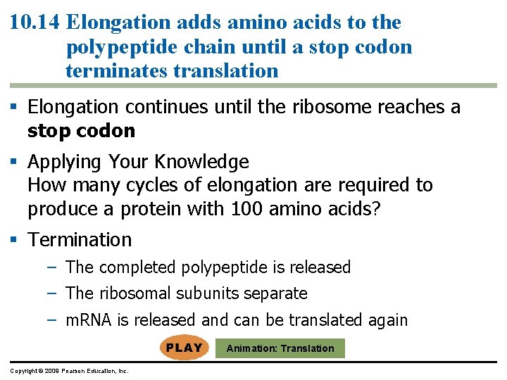 10. 14 Elongation adds amino acids to the polypeptide chain until a stop codon