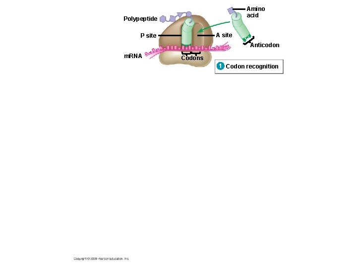 Amino acid Polypeptide A site P site Anticodon m. RNA Codons 1 Codon recognition