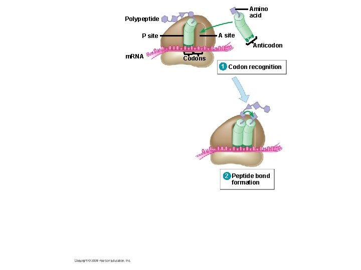 Amino acid Polypeptide A site P site Anticodon m. RNA Codons 1 Codon recognition