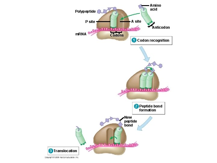 Amino acid Polypeptide A site P site Anticodon m. RNA Codons 1 Codon recognition