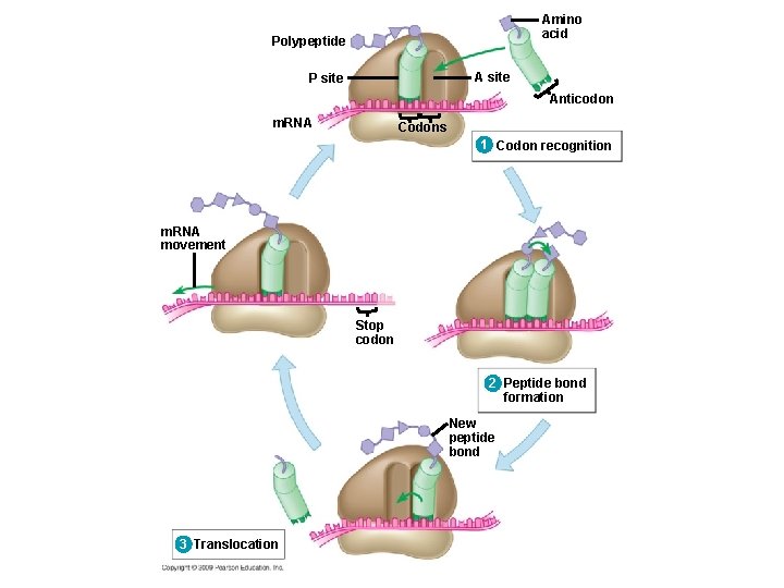 Amino acid Polypeptide A site P site Anticodon m. RNA Codons 1 Codon recognition