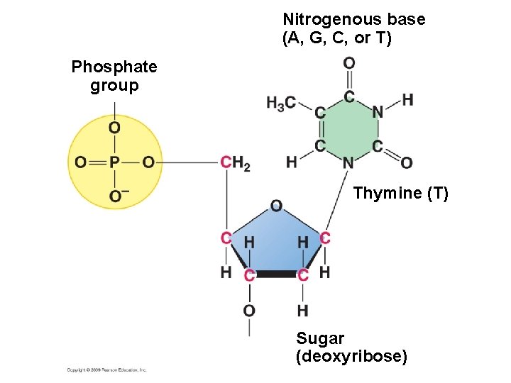 Nitrogenous base (A, G, C, or T) Phosphate group Thymine (T) Sugar (deoxyribose) 