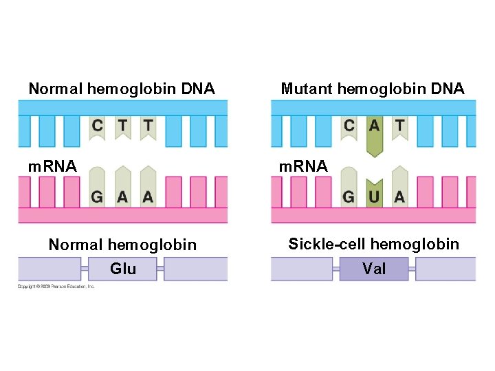 Normal hemoglobin DNA Mutant hemoglobin DNA m. RNA Normal hemoglobin Sickle-cell hemoglobin Glu Val