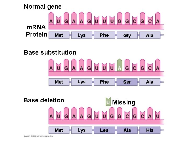 Normal gene m. RNA Protein Met Lys Phe Gly Ala Lys Phe Ser Ala