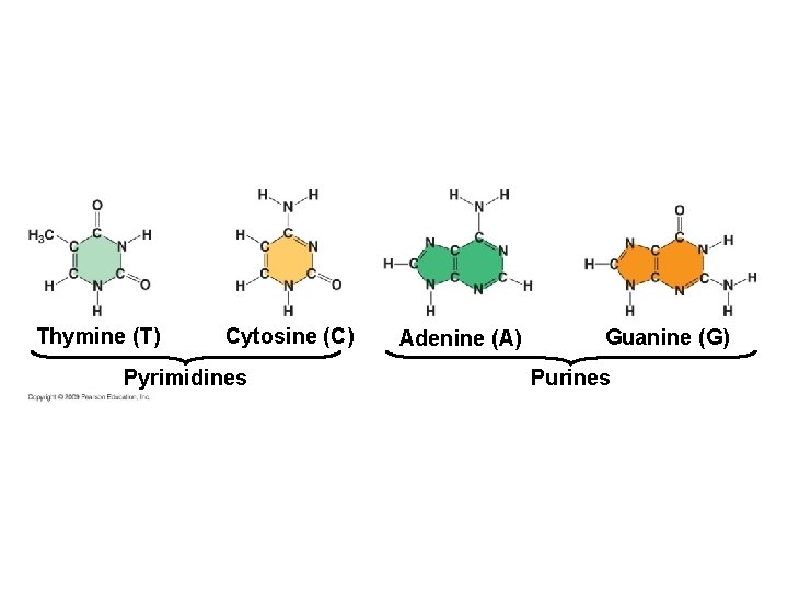 Thymine (T) Cytosine (C) Pyrimidines Adenine (A) Guanine (G) Purines 