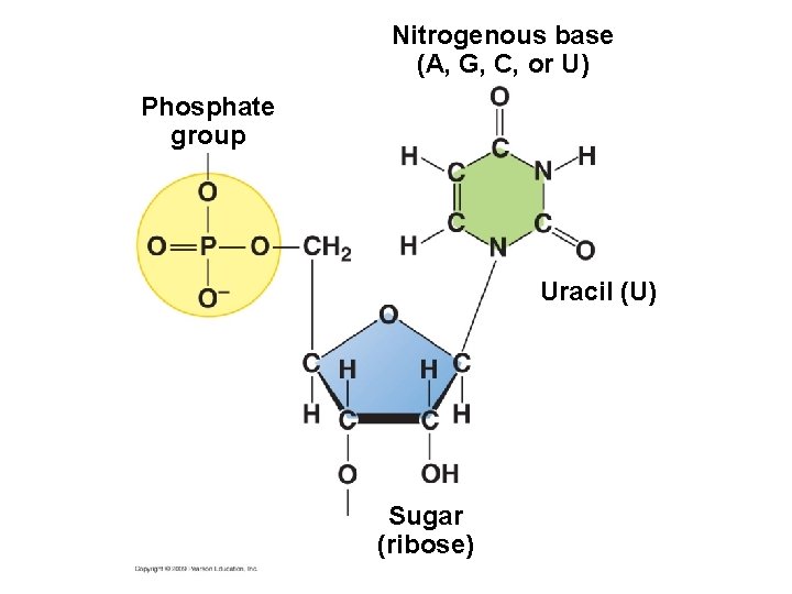 Nitrogenous base (A, G, C, or U) Phosphate group Uracil (U) Sugar (ribose) 