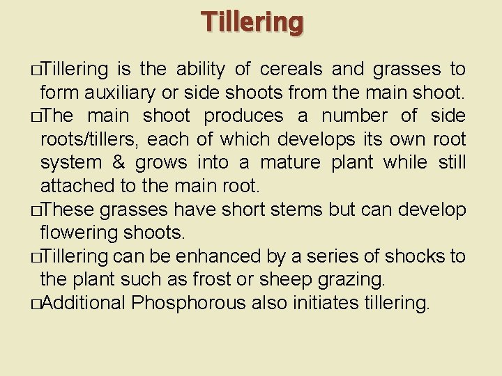 Tillering �Tillering is the ability of cereals and grasses to form auxiliary or side