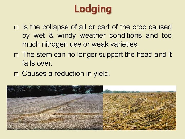 Lodging � � � Is the collapse of all or part of the crop