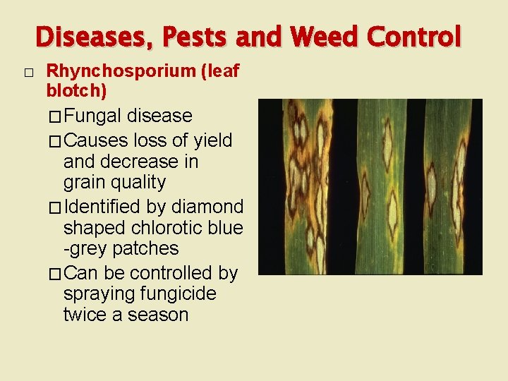 Diseases, Pests and Weed Control � Rhynchosporium (leaf blotch) �Fungal disease �Causes loss of