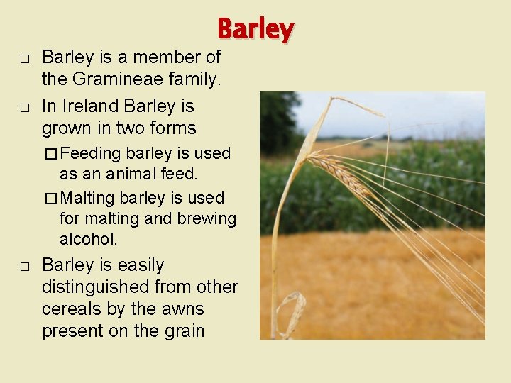 Barley � � Barley is a member of the Gramineae family. In Ireland Barley
