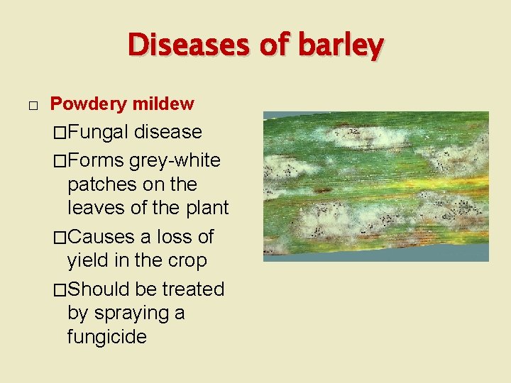 Diseases of barley � Powdery mildew �Fungal disease �Forms grey-white patches on the leaves