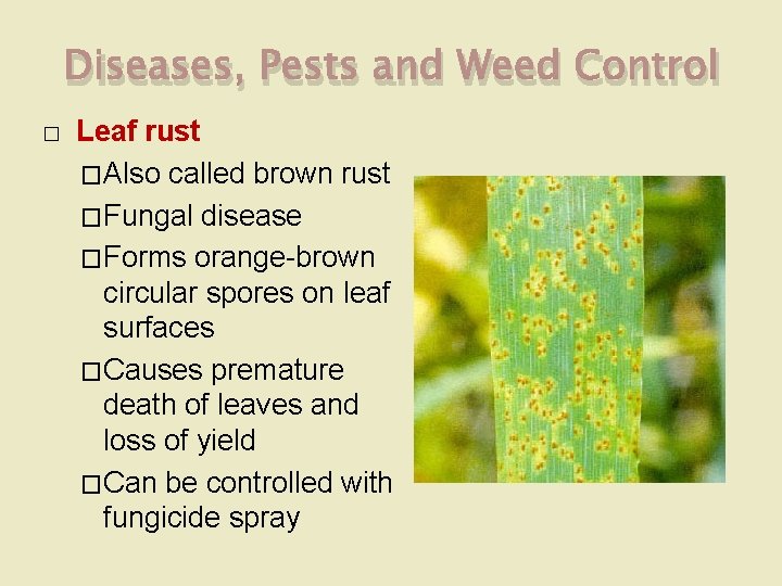 Diseases, Pests and Weed Control � Leaf rust �Also called brown rust �Fungal disease