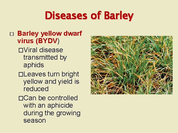 Diseases of Barley � Barley yellow dwarf virus (BYDV) �Viral disease transmitted by aphids