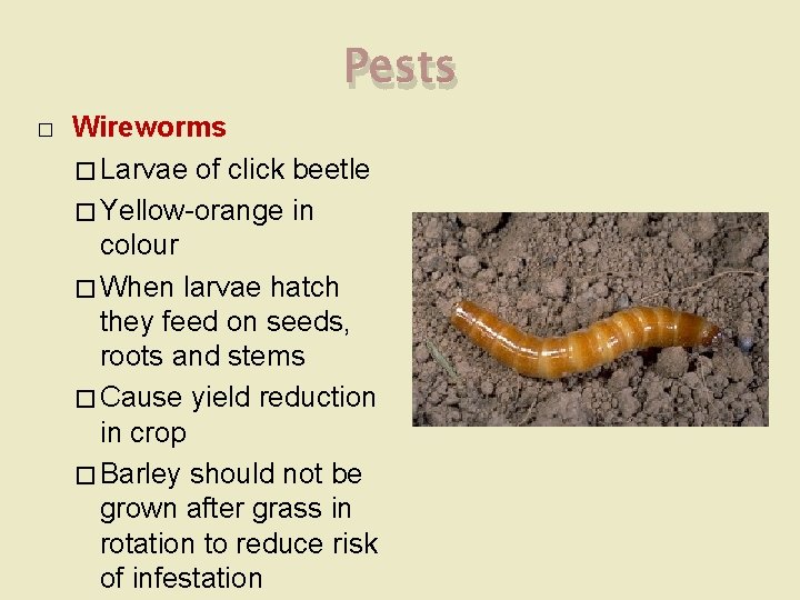 Pests � Wireworms � Larvae of click beetle � Yellow-orange in colour � When