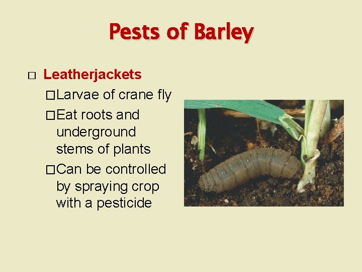 Pests of Barley � Leatherjackets �Larvae of crane fly �Eat roots and underground stems