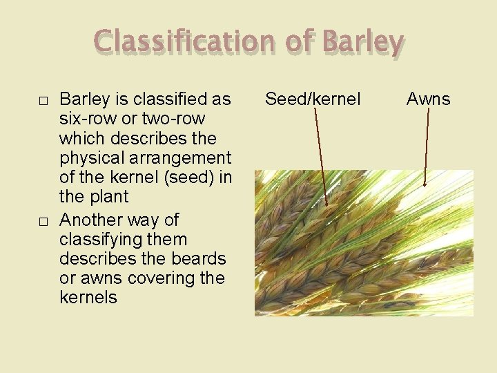 Classification of Barley � � Barley is classified as six-row or two-row which describes