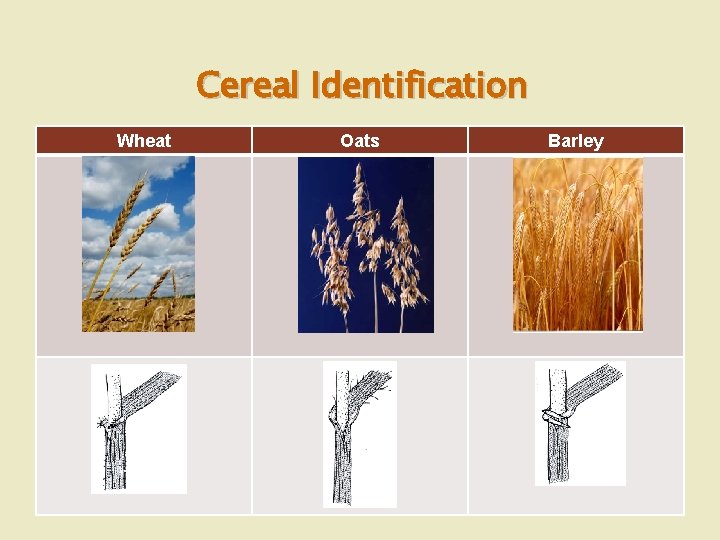 Cereal Identification Wheat Oats Barley 
