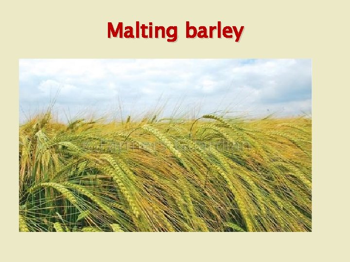 Malting barley 