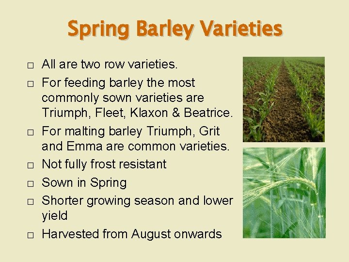 Spring Barley Varieties � � � � All are two row varieties. For feeding