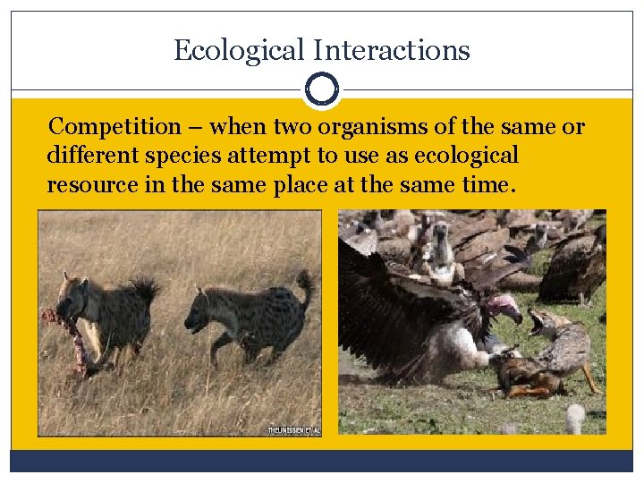 Ecological Interactions Competition – when two organisms of the same or different species attempt