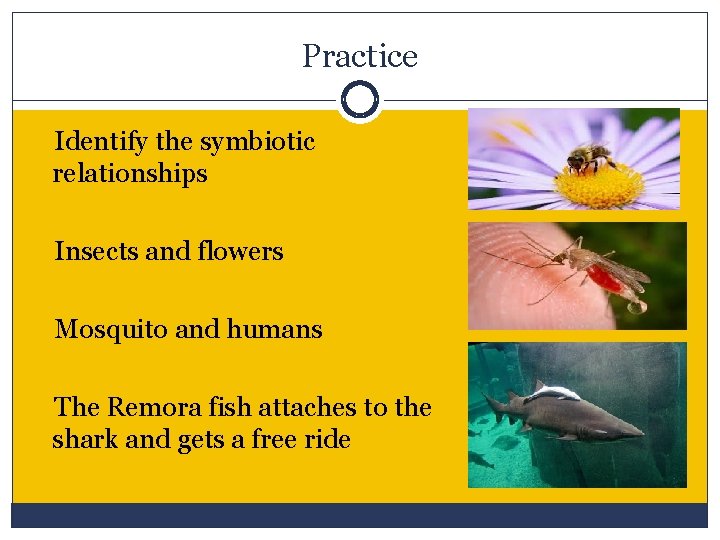 Practice Identify the symbiotic relationships Insects and flowers Mosquito and humans The Remora fish
