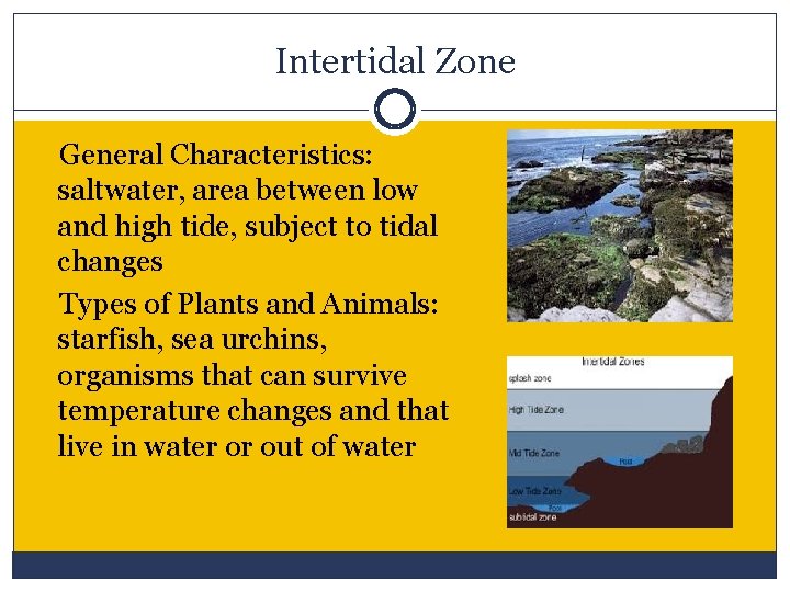 Intertidal Zone General Characteristics: saltwater, area between low and high tide, subject to tidal