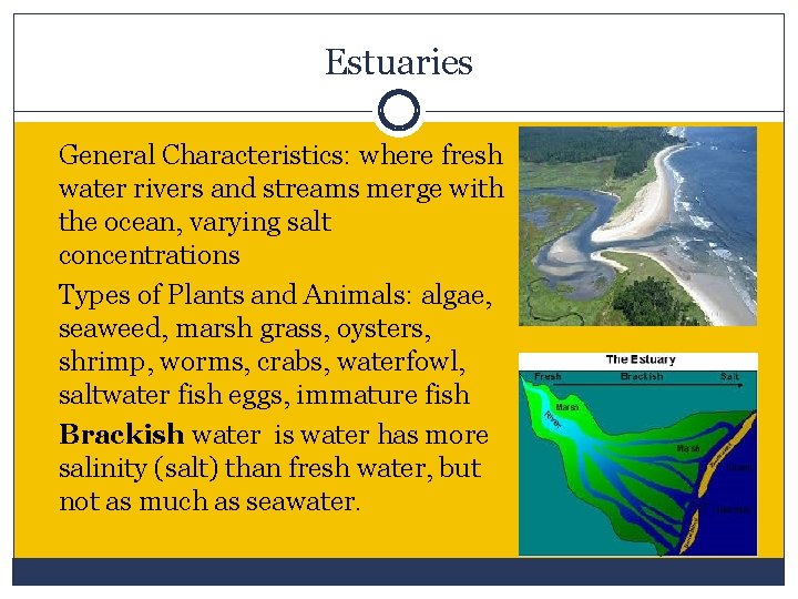 Estuaries General Characteristics: where fresh water rivers and streams merge with the ocean, varying