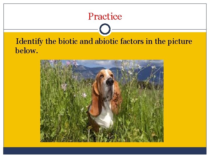 Practice Identify the biotic and abiotic factors in the picture below. 