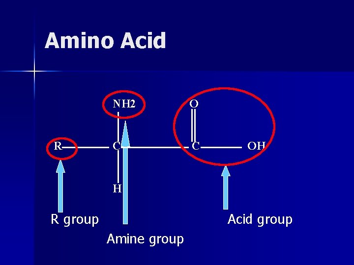 Amino Acid R NH 2 O C C OH H R group Acid group
