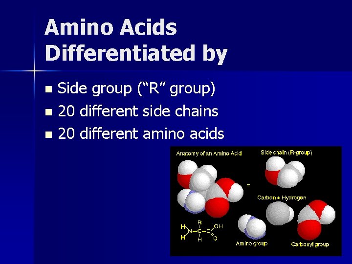 Amino Acids Differentiated by Side group (“R” group) n 20 different side chains n