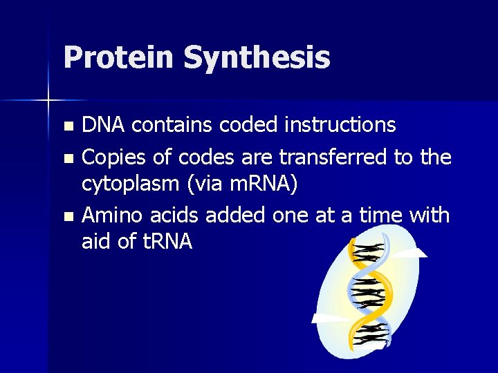 Protein Synthesis DNA contains coded instructions n Copies of codes are transferred to the