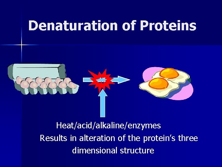Denaturation of Proteins Heat/acid/alkaline/enzymes Results in alteration of the protein’s three dimensional structure 