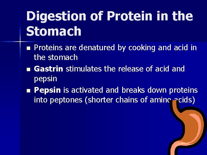 Digestion of Protein in the Stomach n n n Proteins are denatured by cooking