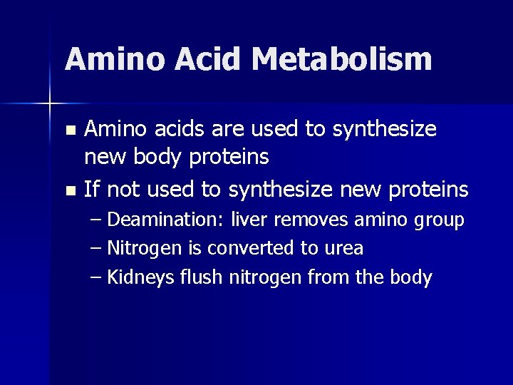 Amino Acid Metabolism Amino acids are used to synthesize new body proteins n If